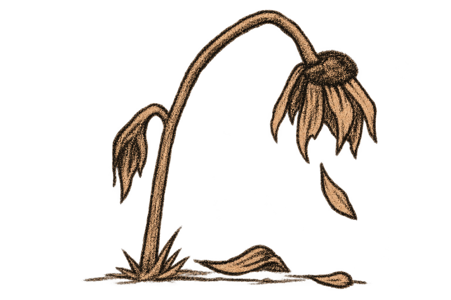 Wilted flower illustration